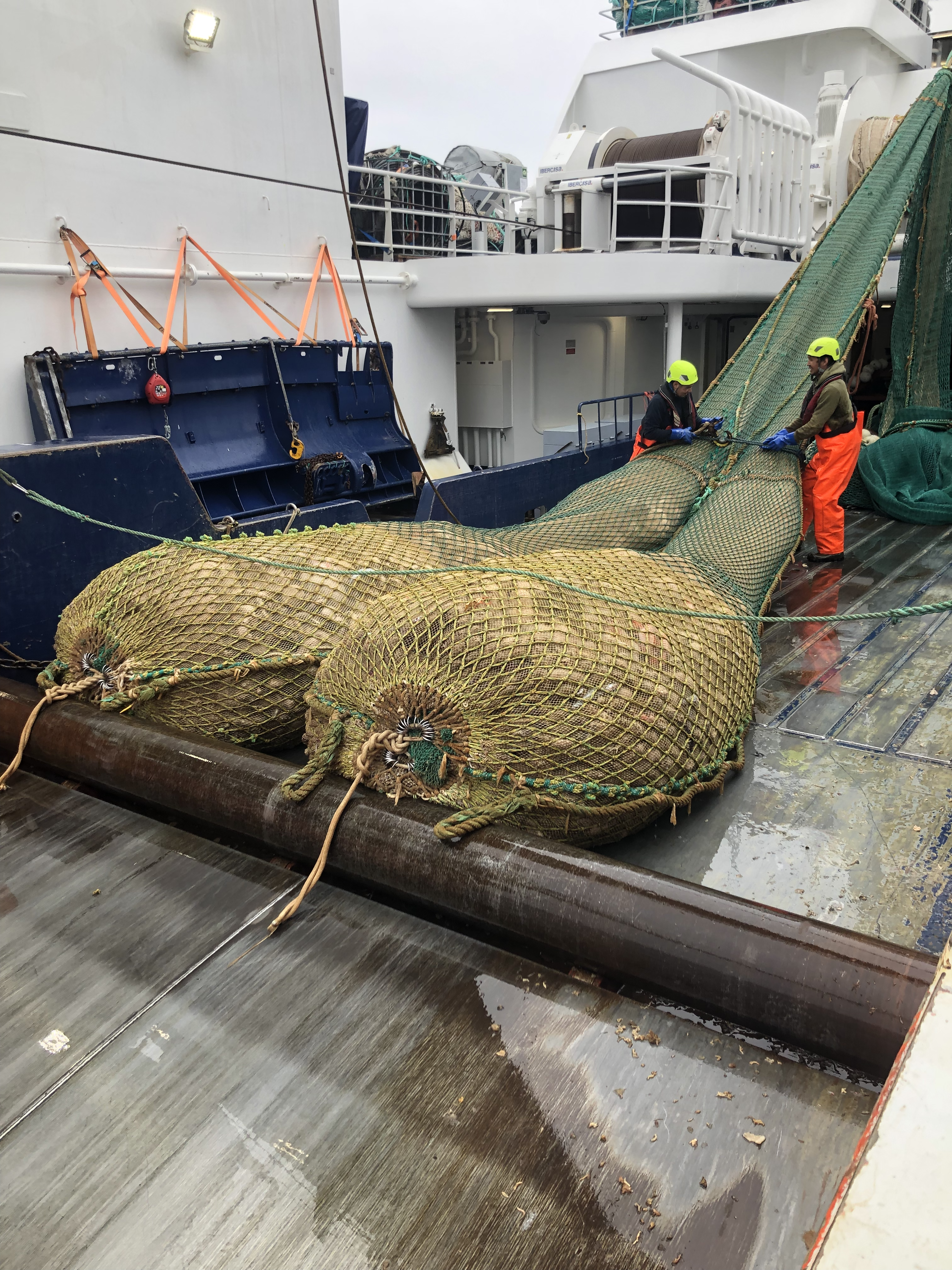 A Trawl full of Sponges (Geodia sp.)