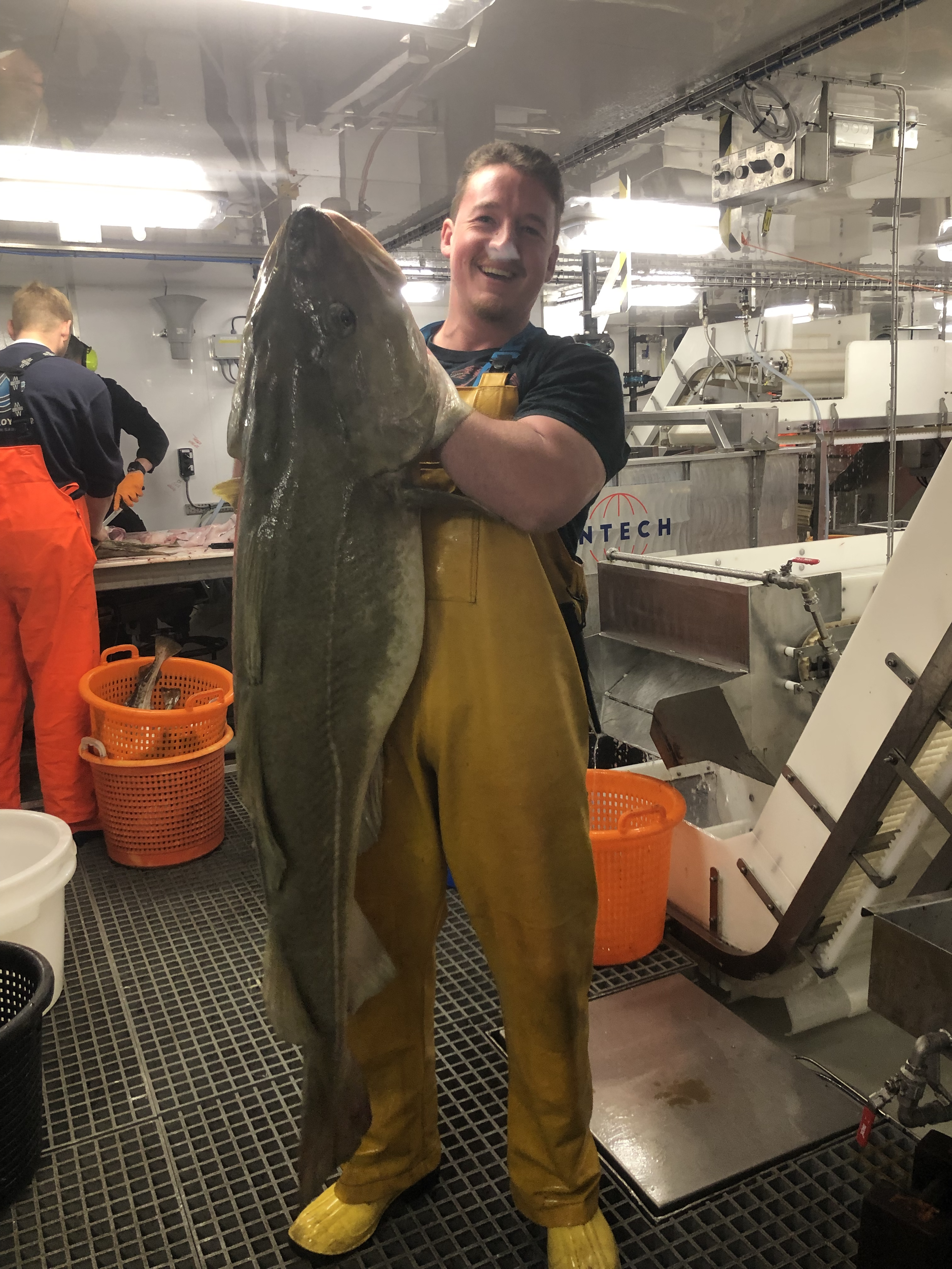 A 32 kg Cod (Gadus morhua)