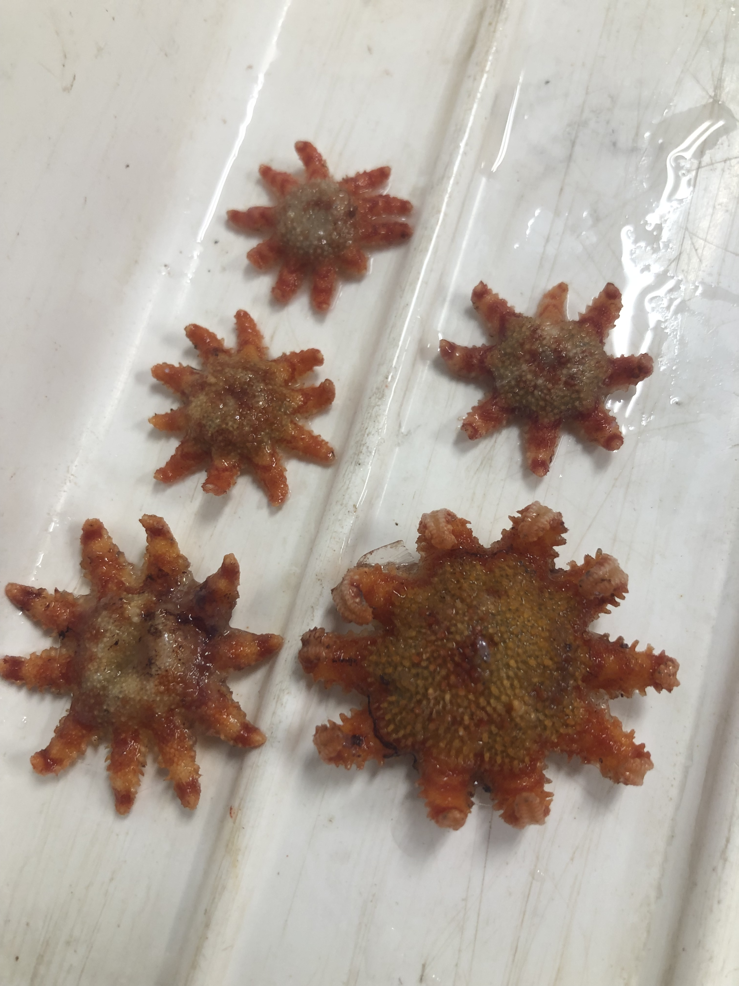 Selection of Many Armed Starfish (Crossaster sp.)