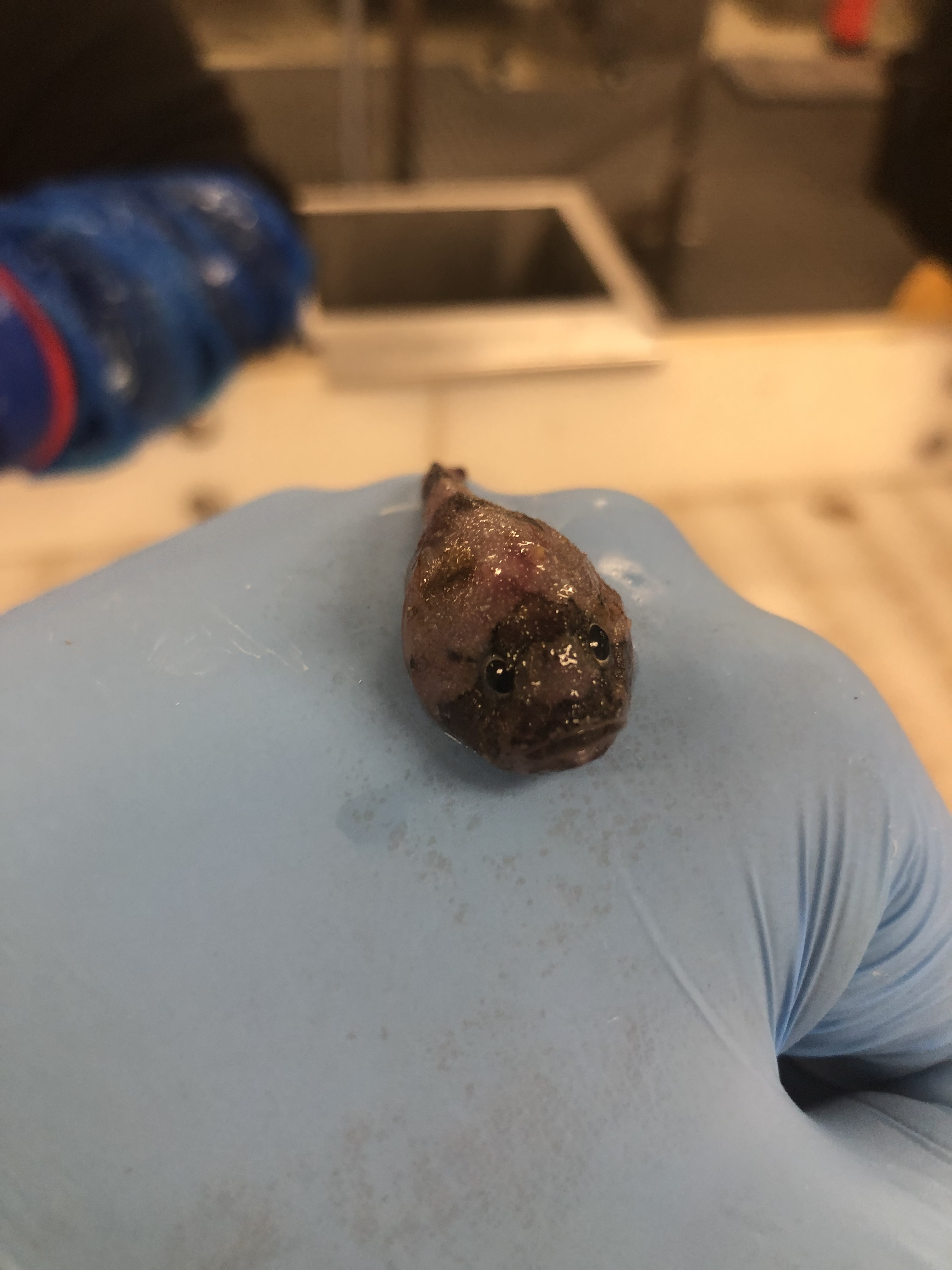 Cute Little (Cottunculus microps)