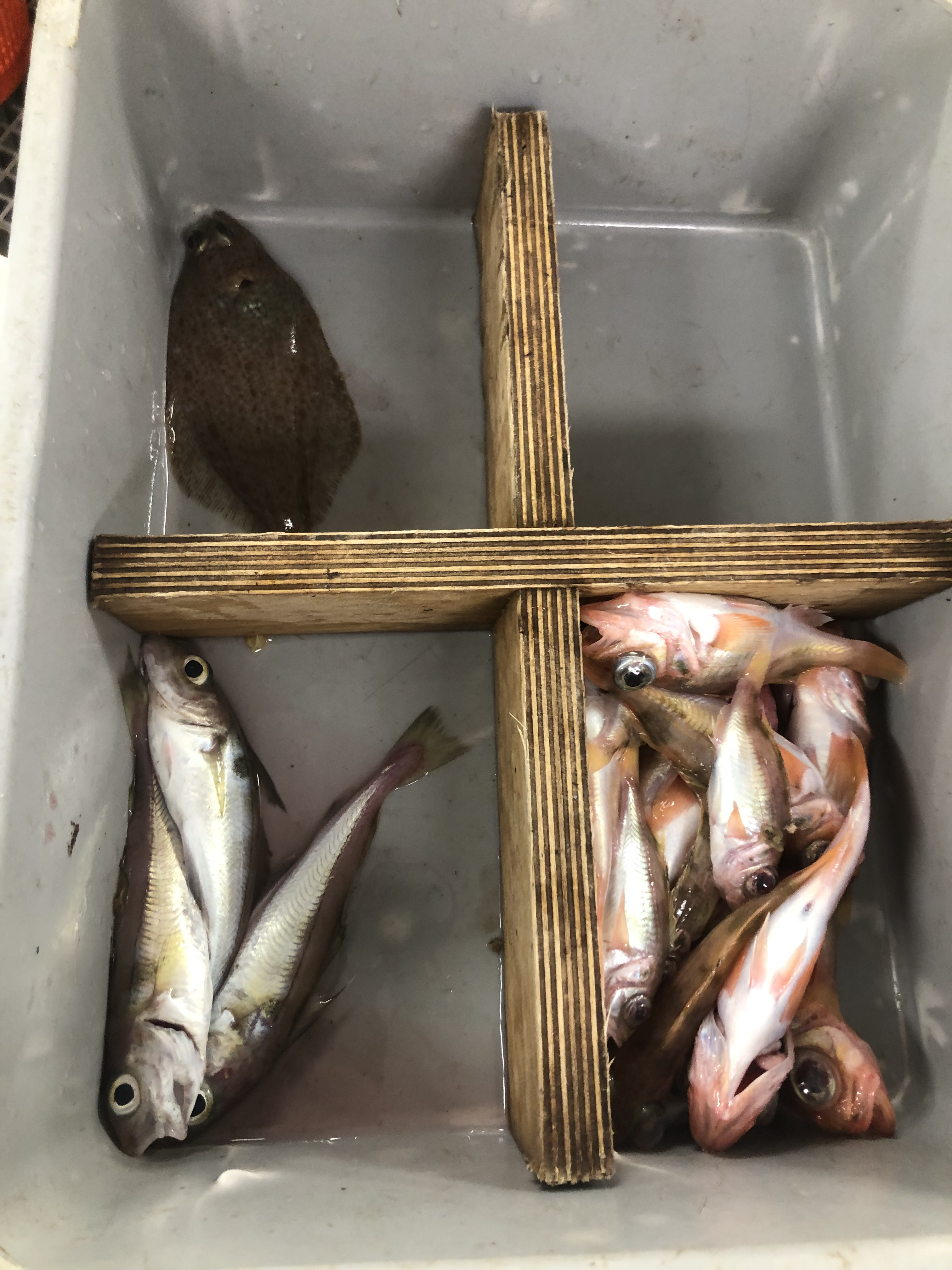 Sorting Different Species of Fish