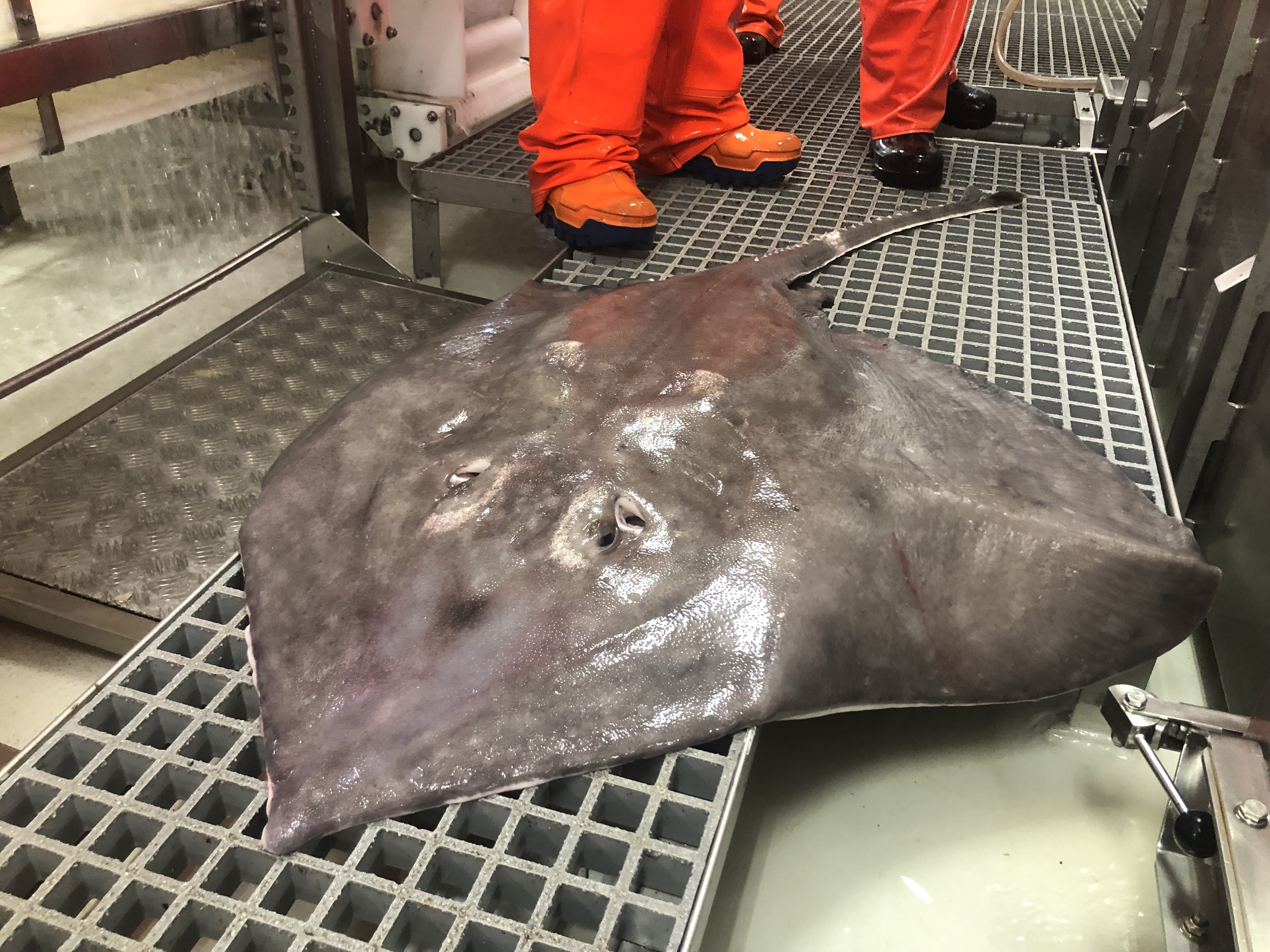 A 24 kg Flapper Skate (Dipturus batis)