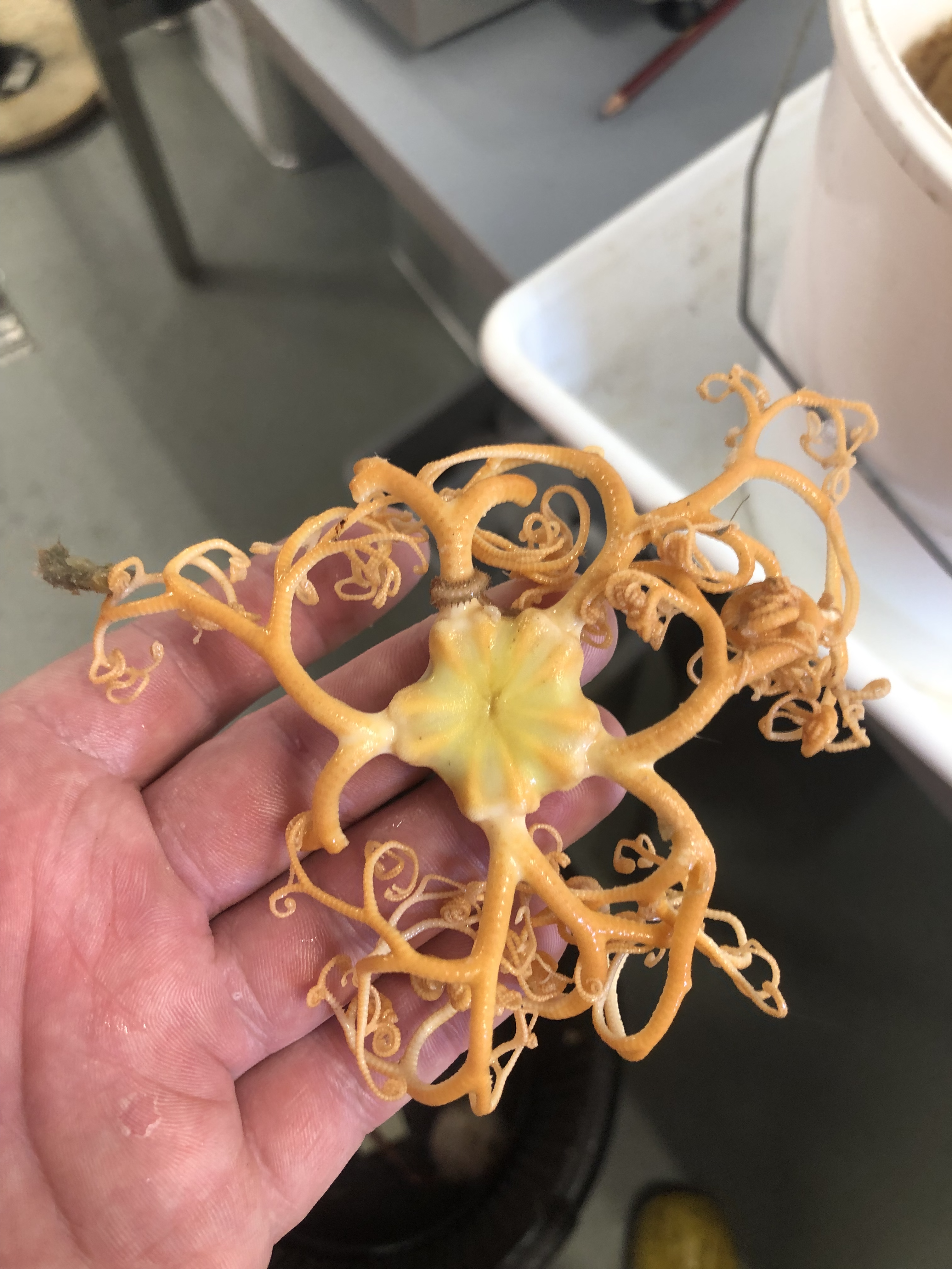 Intricate Basket Star (Gorgonocephalus sp.)