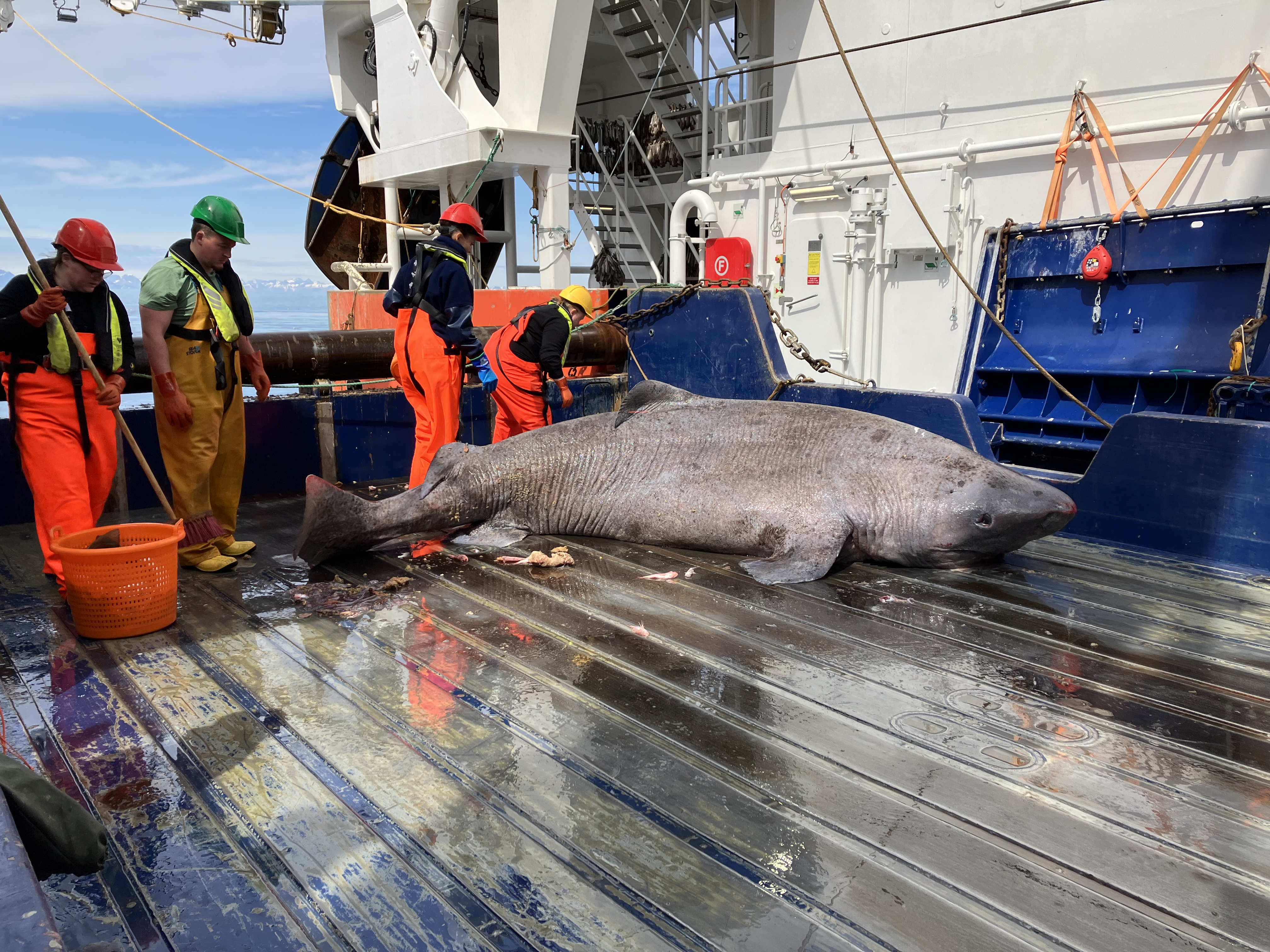 A Massive Greenlandic Shark (Somniosus microcephalus)