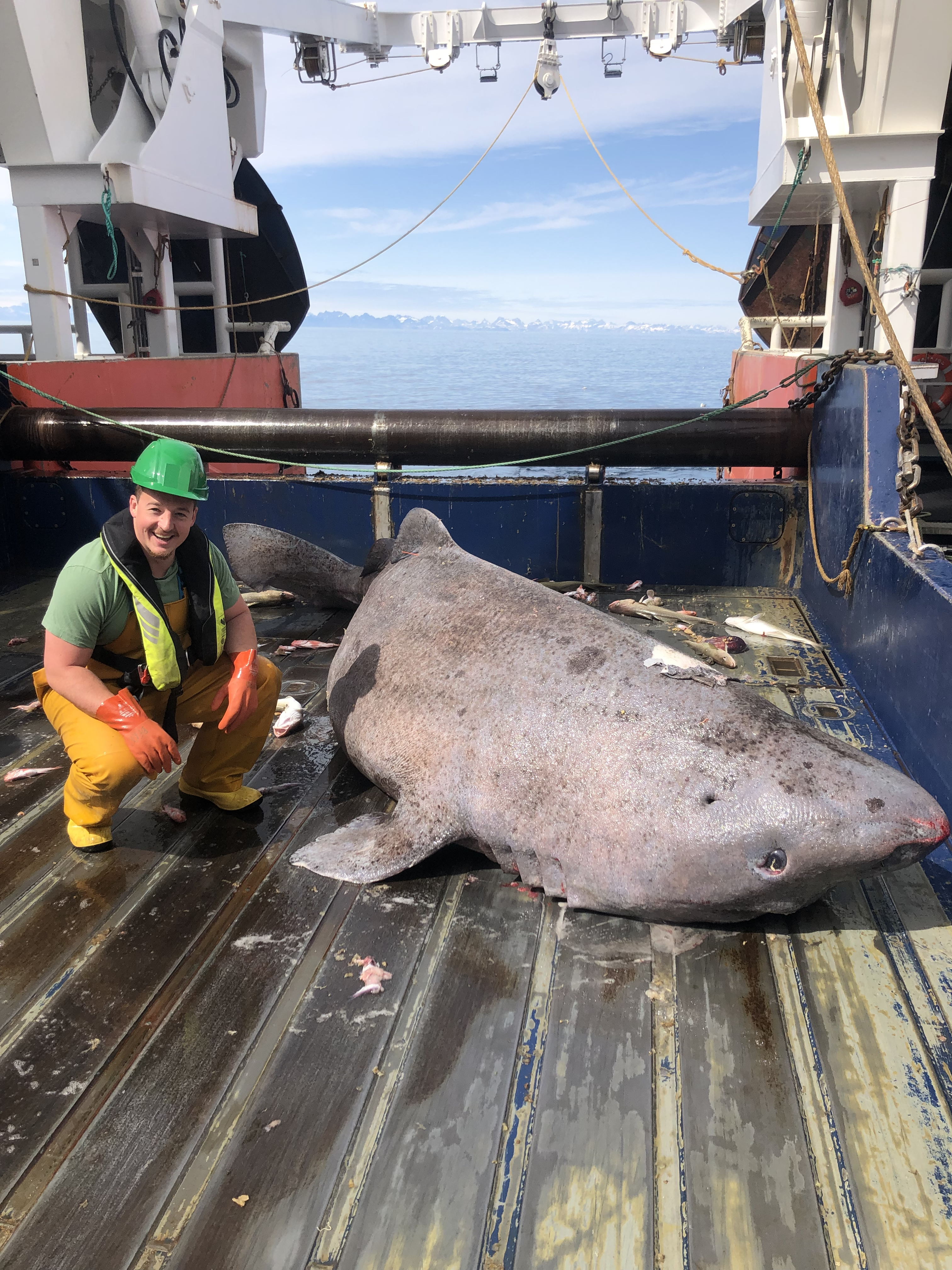 A Greenlandic Shark.