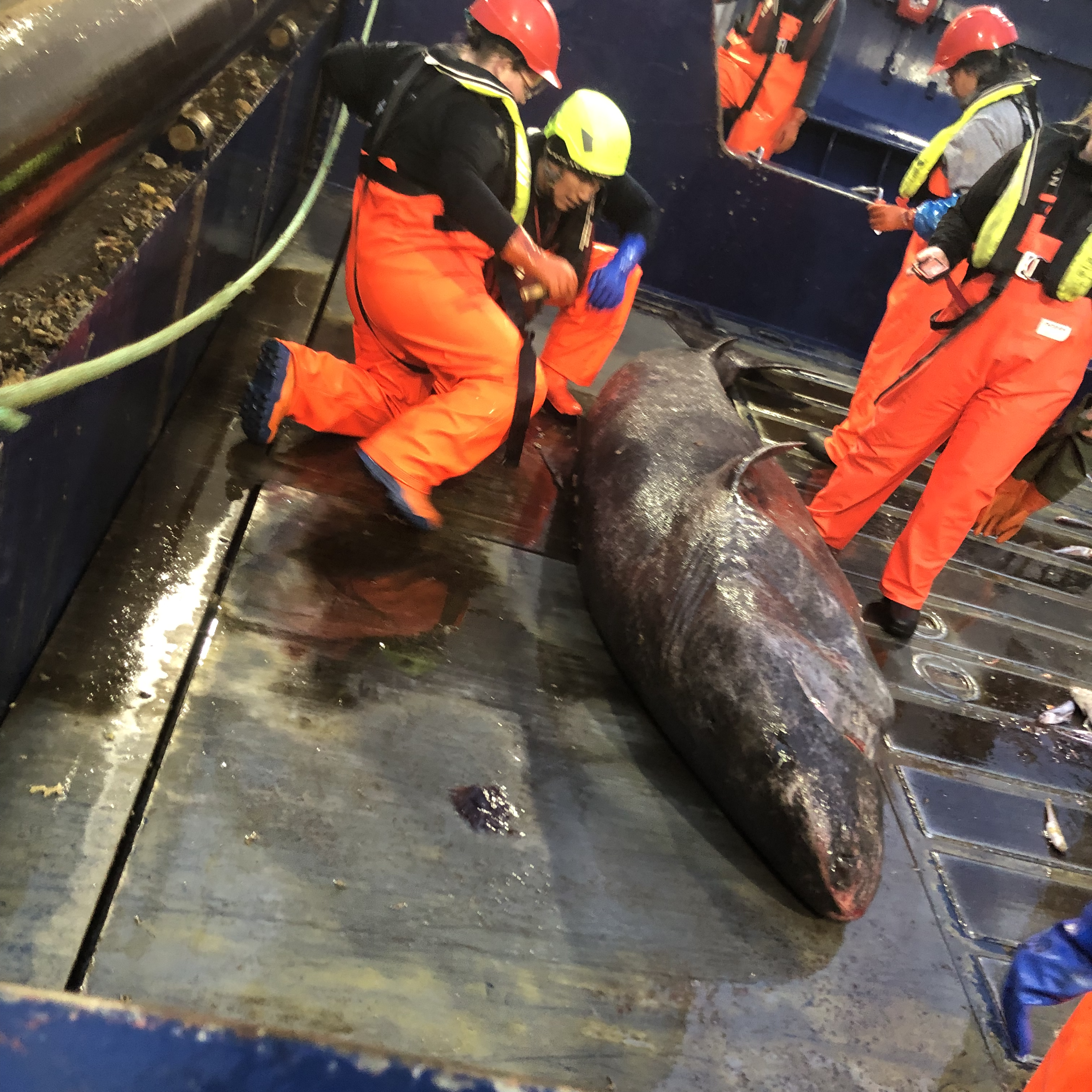 A Greenlandic Shark being Tagged and Measured on Deck
