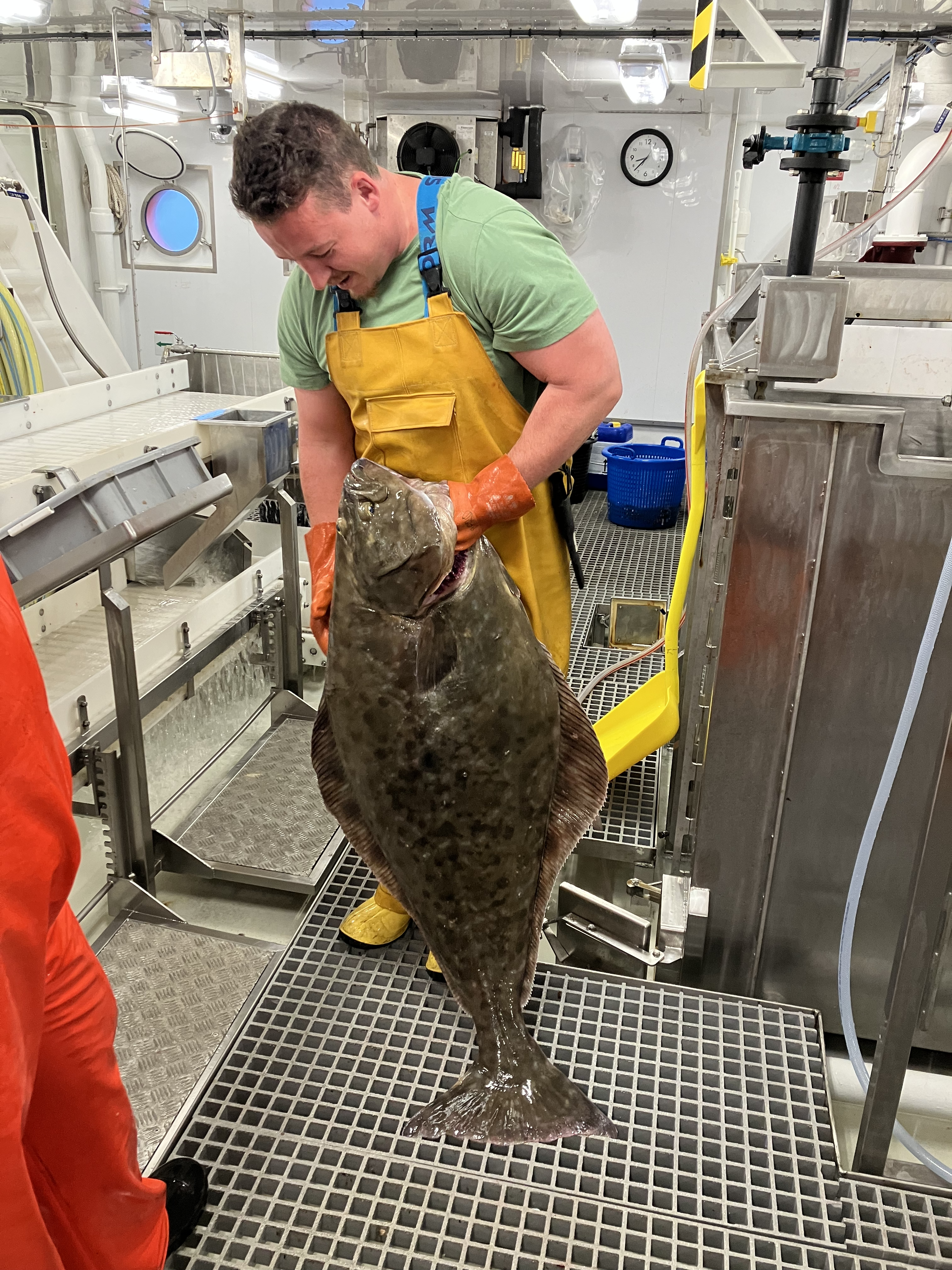 A 28 kg Halibut (Hippoglossus hippoglossus)
