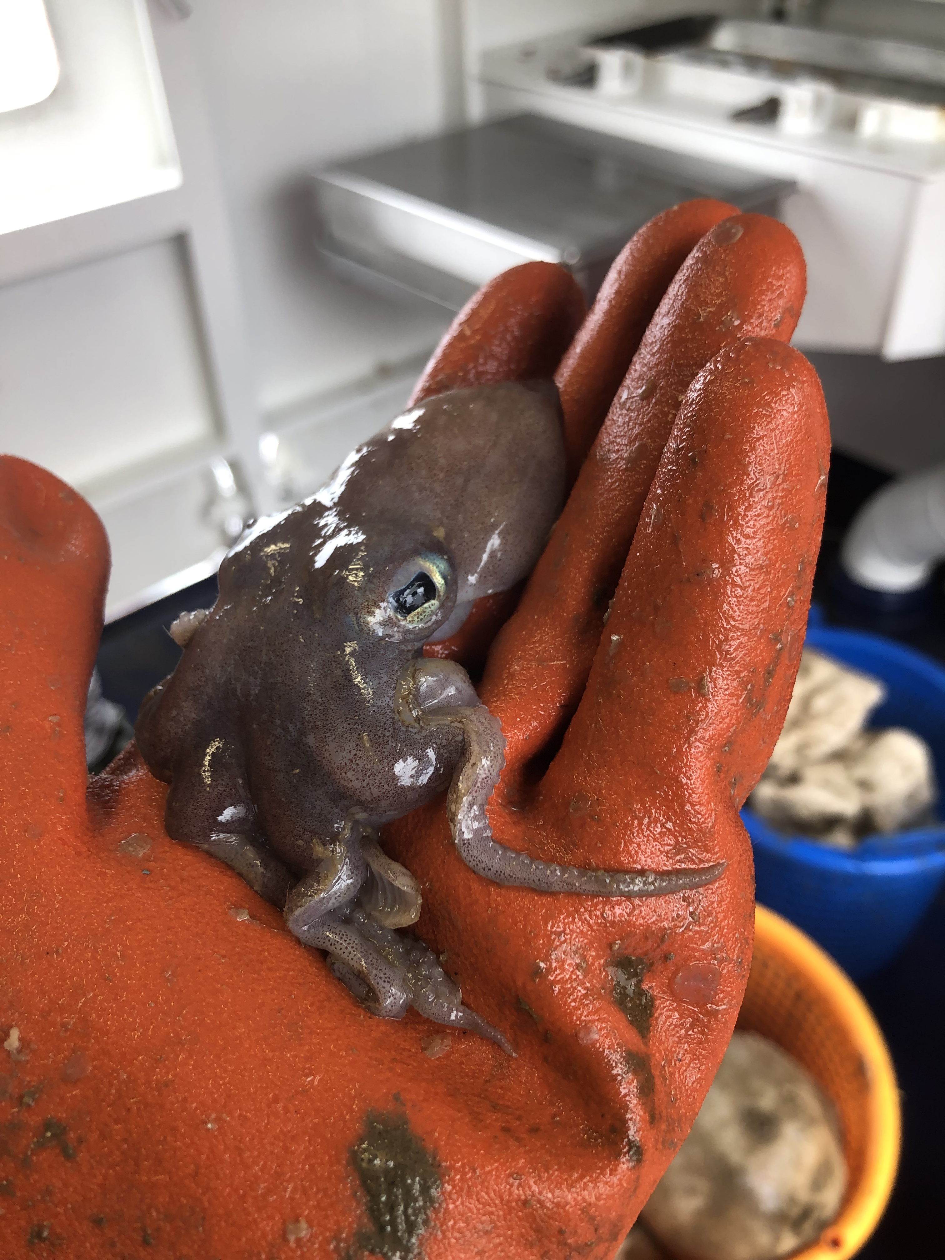 A Grumpy Octopus (Bathypolypus sp.)