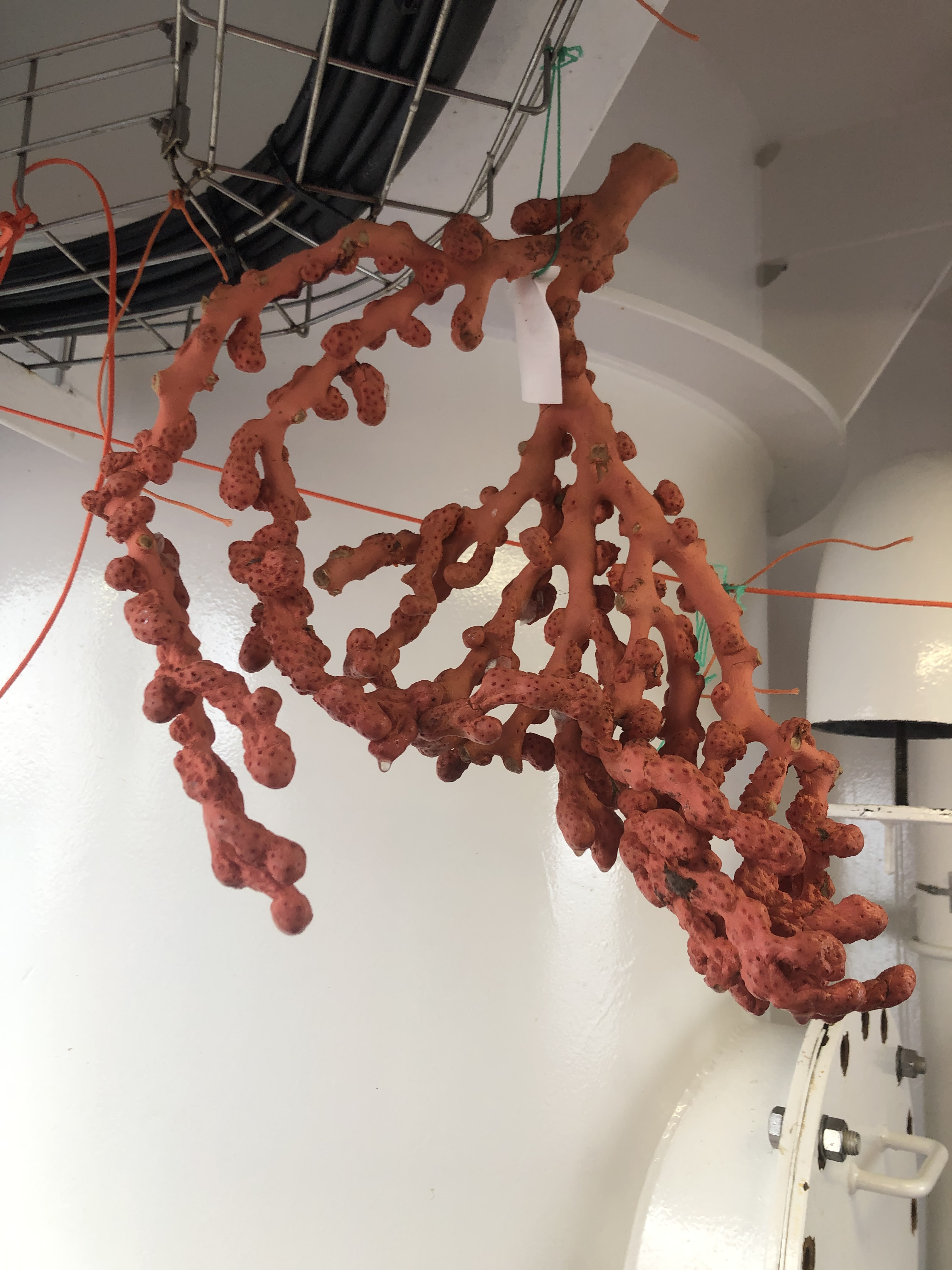 A sample of Deep Sea Coral (Paragorgia)