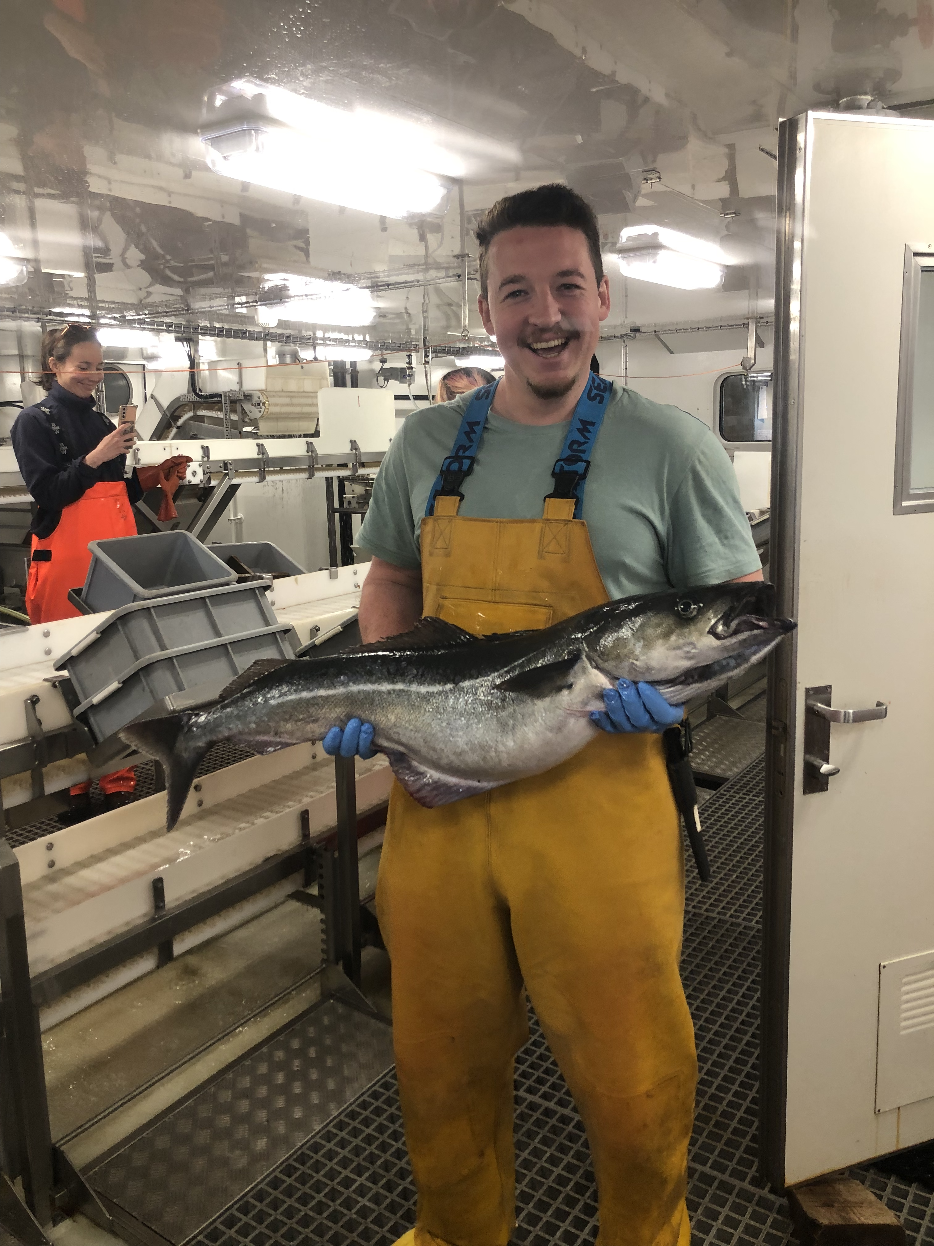 A 20 kg Pollack (Polliachus virens)