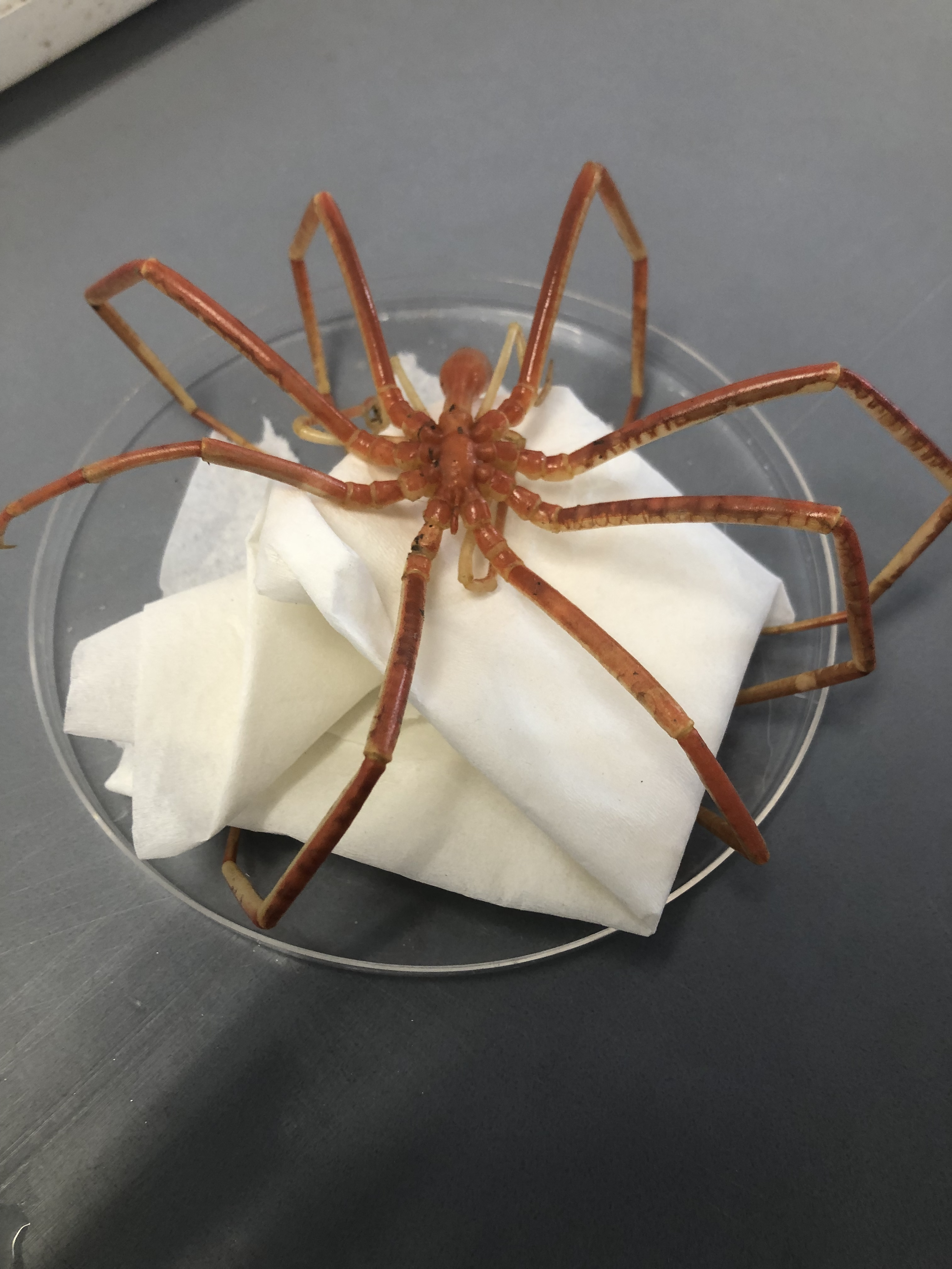 Sea Spider (Pycnogonida sp.)