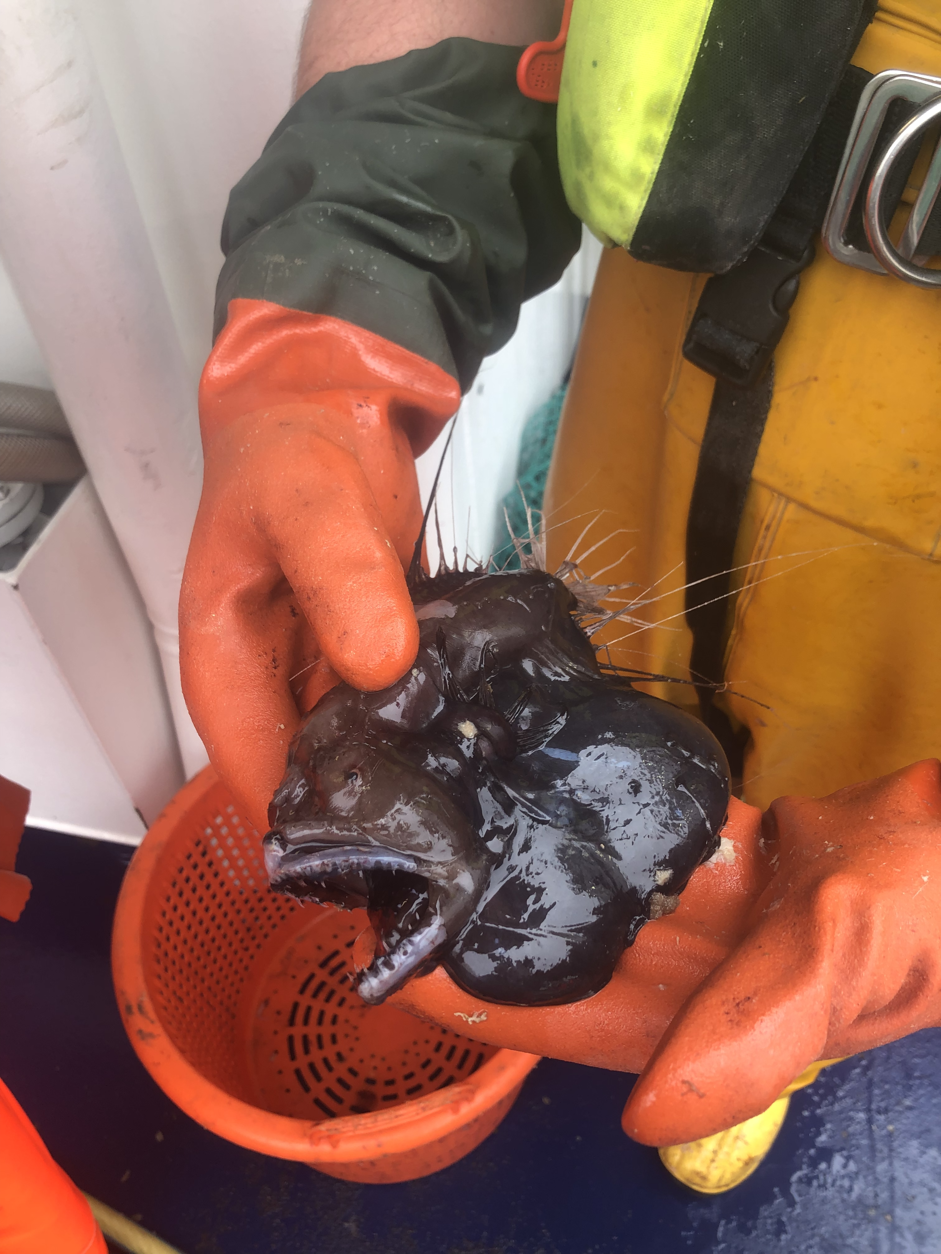 A Scary Deep Sea Fish (Caulophryne jordani)