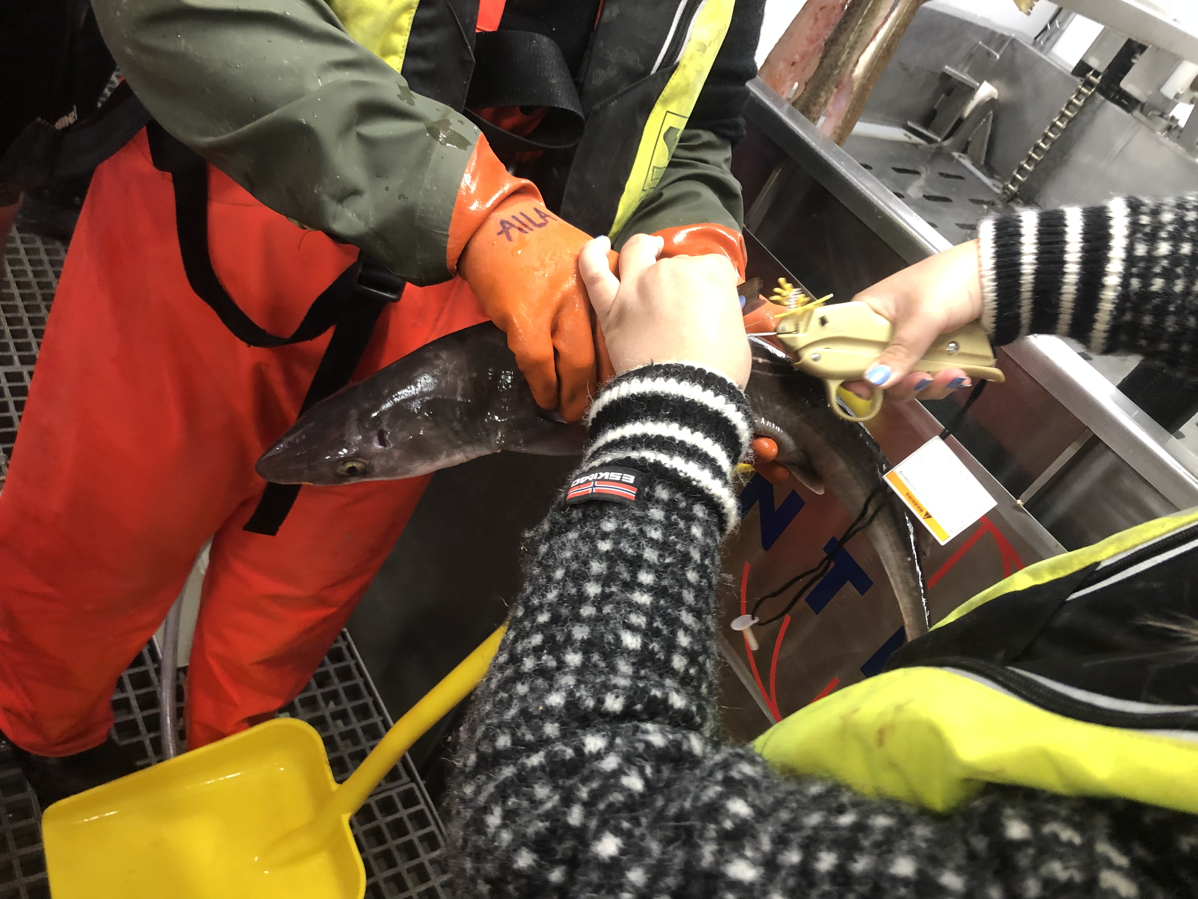 Tagging the Starry Smoothound (Squalus acanthius)