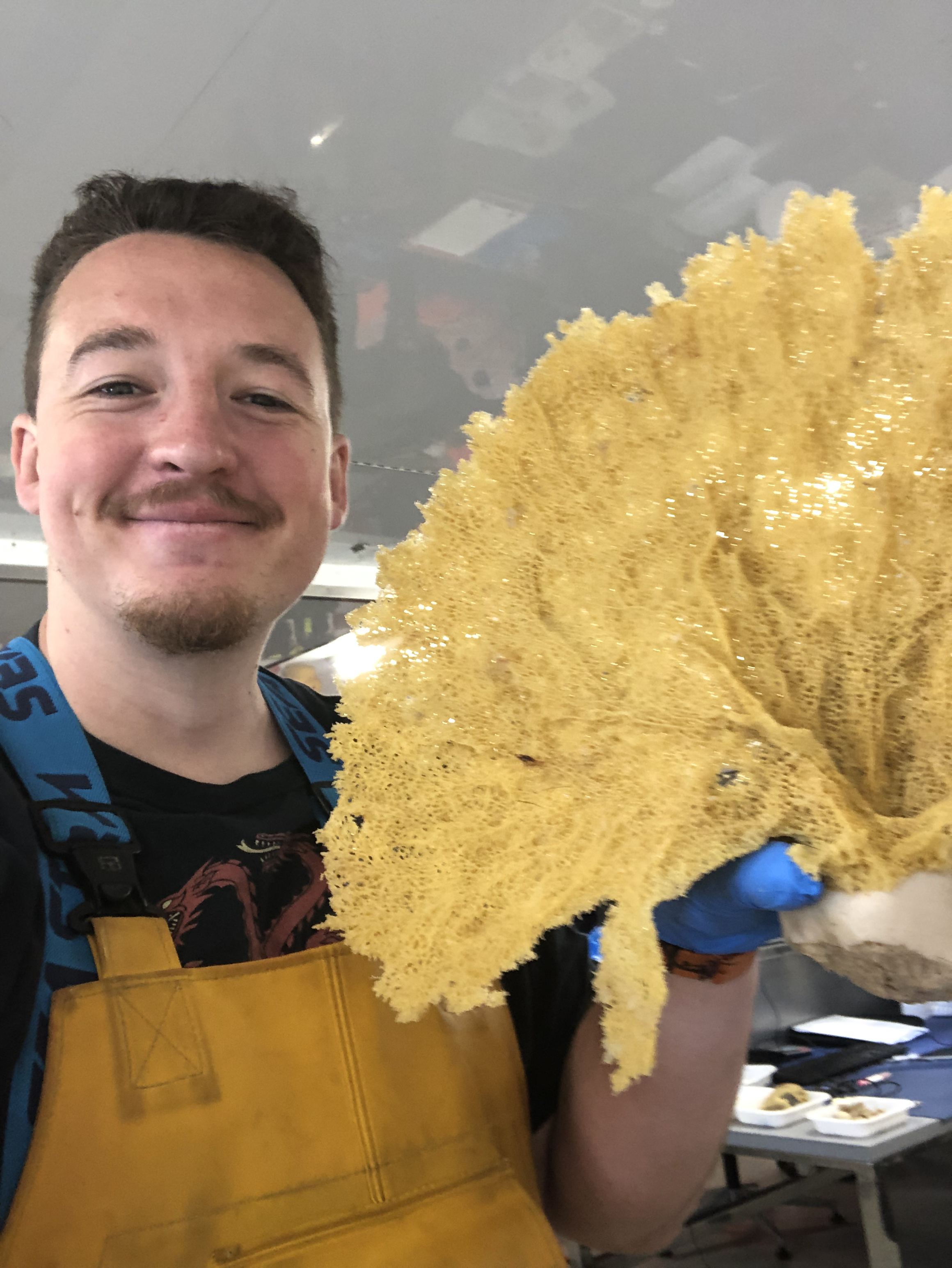 A Phakellia Sponge plus Me