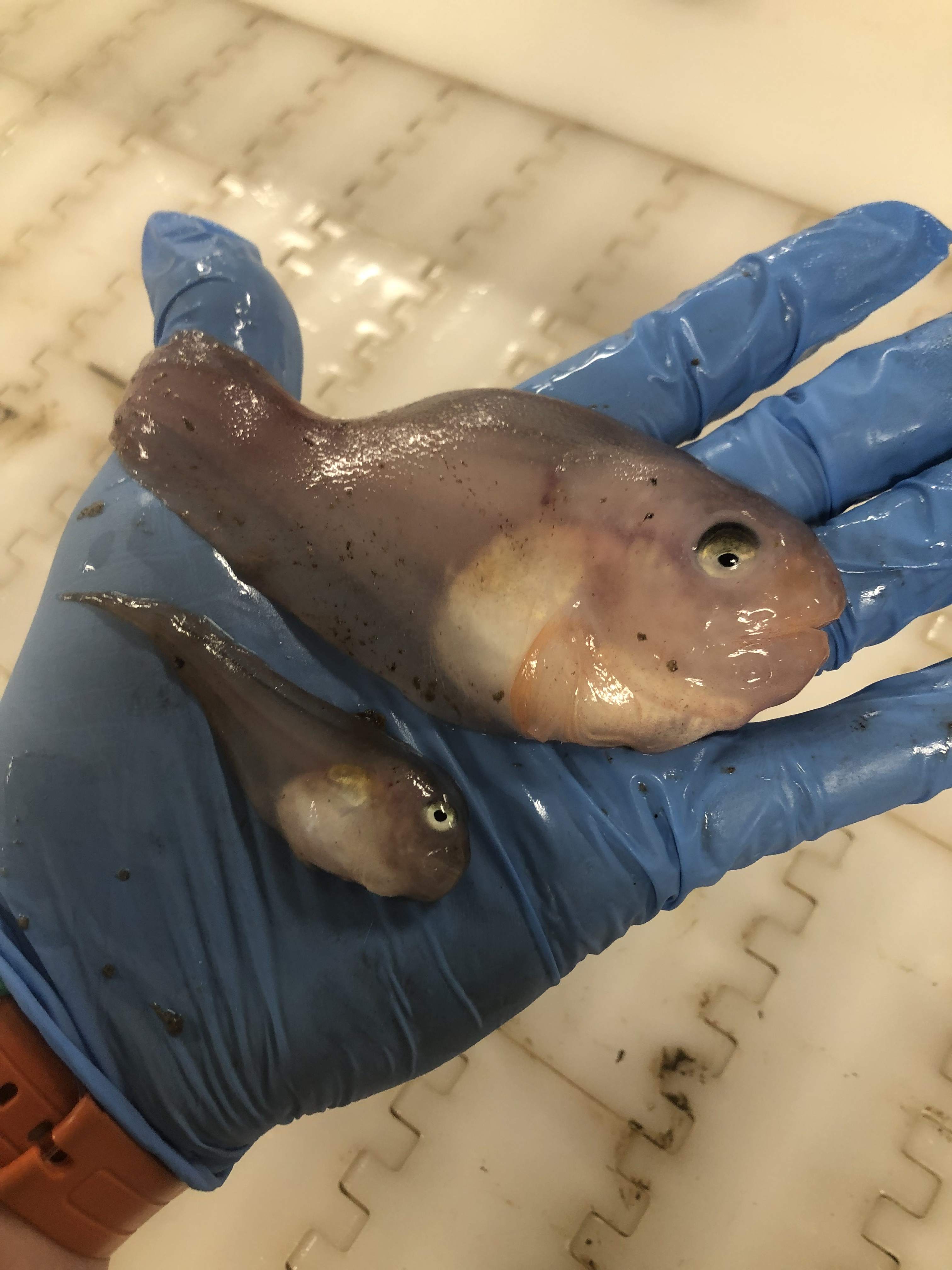 Different sizes of Deep Sea Fish (Careproctus reinhardti)