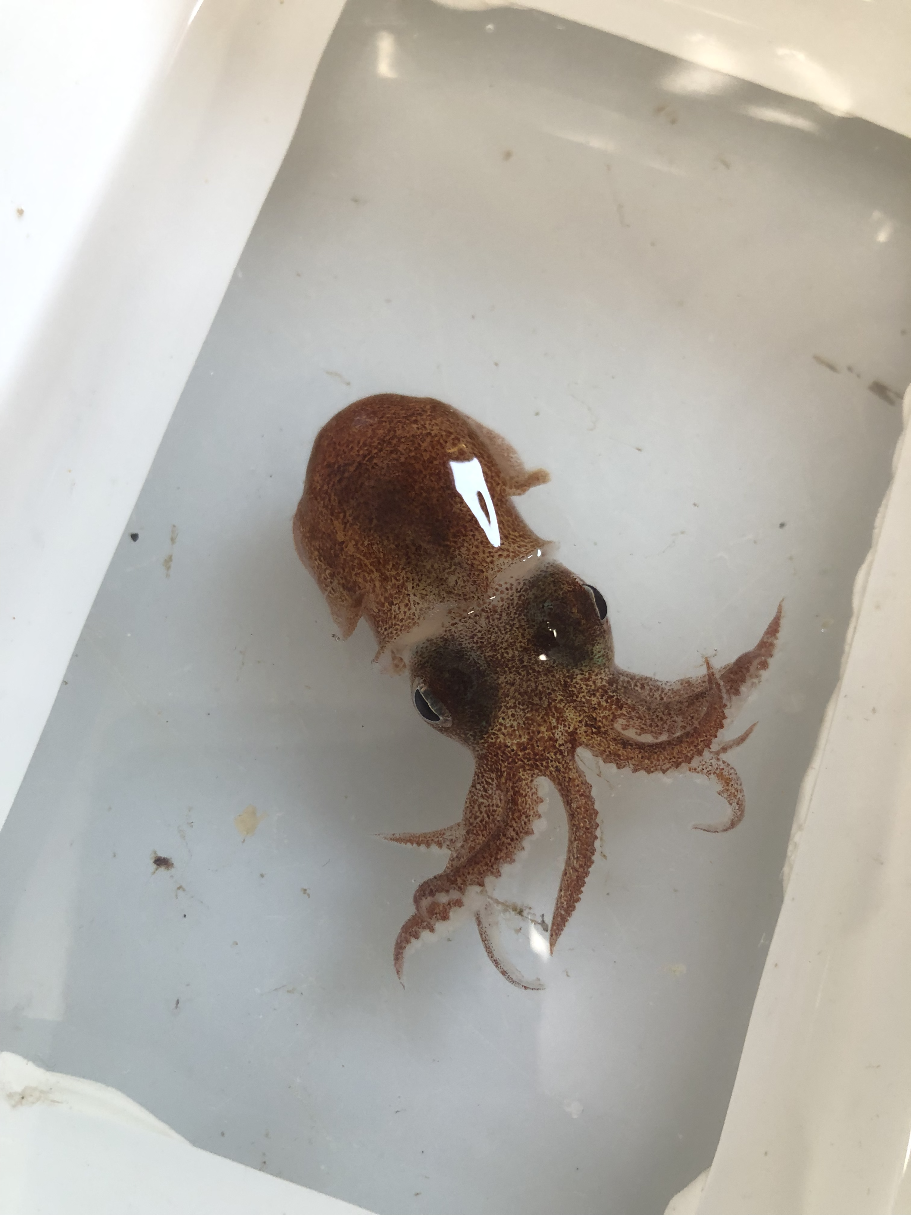 A Small Squid (Rossia sp.)