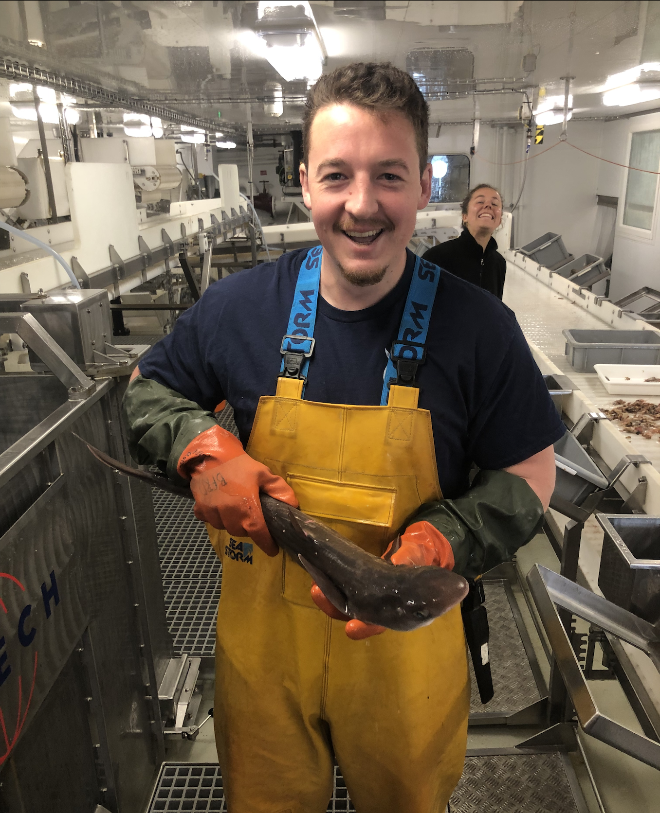 A Starry Smoothound (Squalus acanthius) about to be tagged.