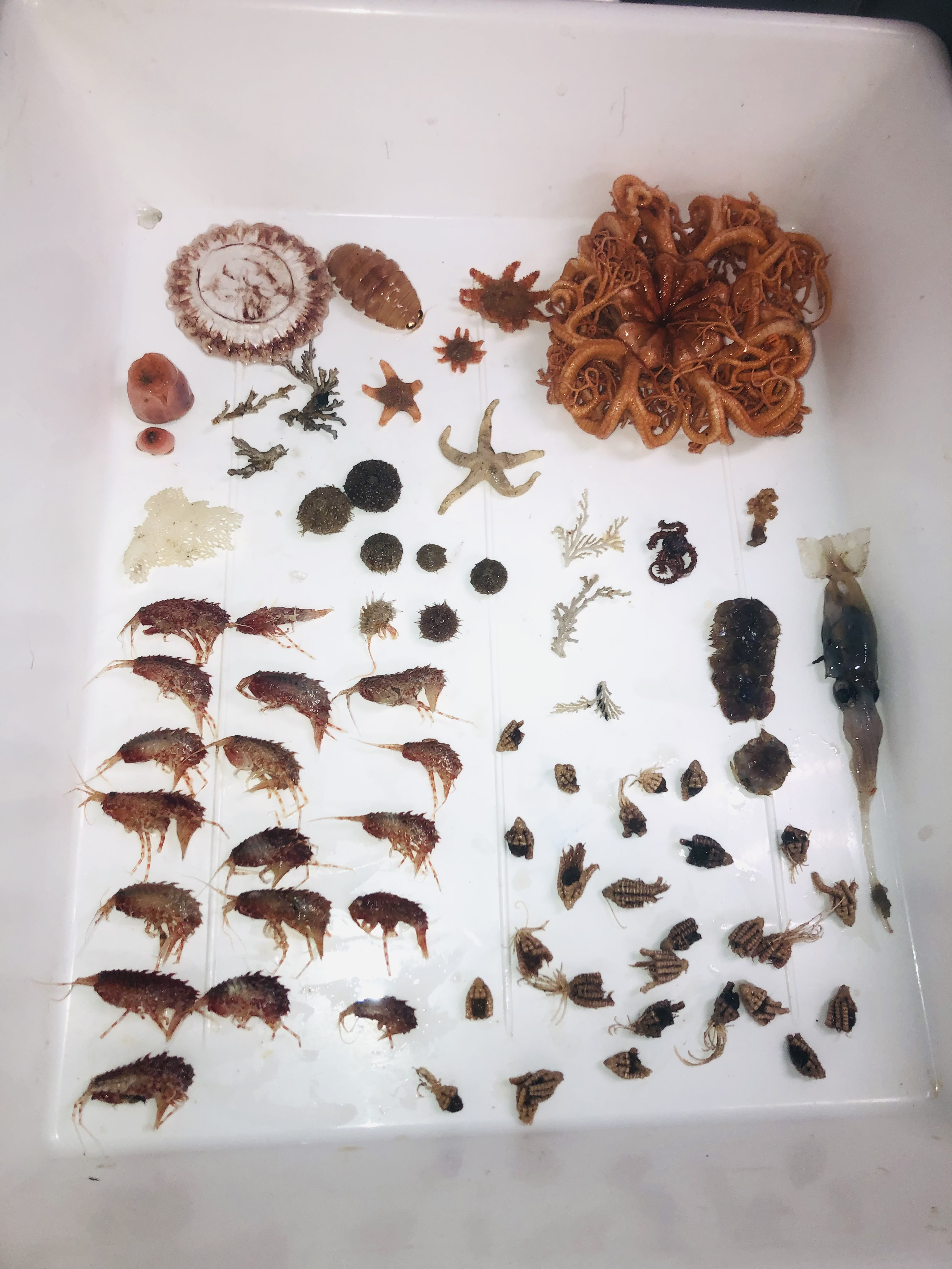 Example Tray of Benthic Specimens