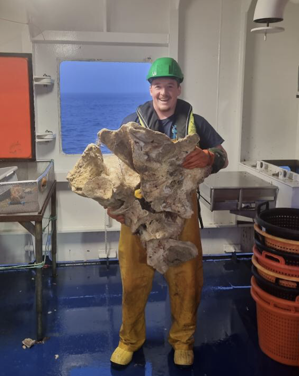 A Single Whale Vertebrae