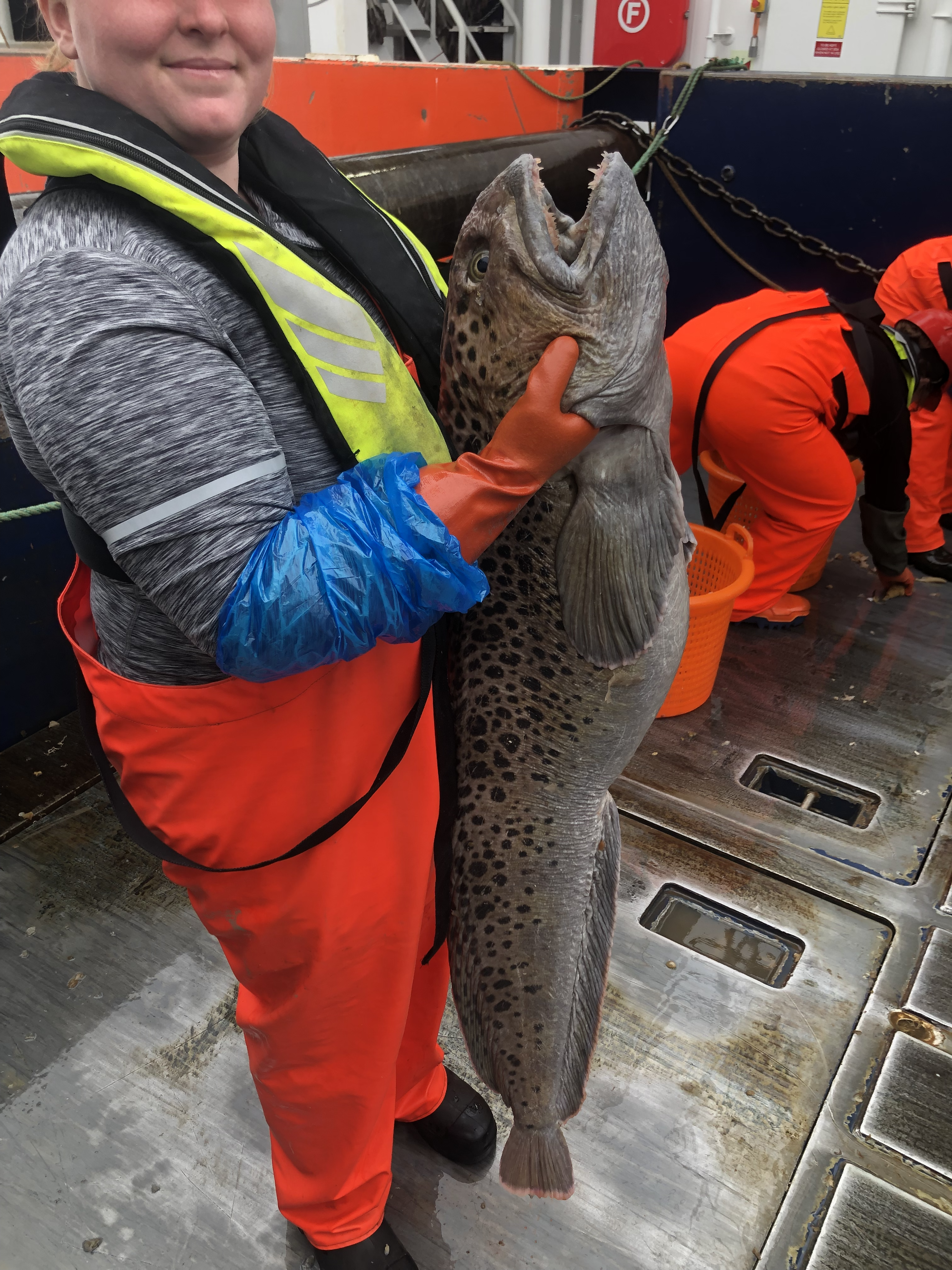 A Rather Large and Bitey Wolf Fish